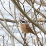 野鳥散策日記