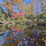 紅葉の日本庭園
