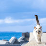 とことこ歩こう