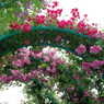 薔薇