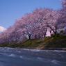 川辺桜
