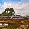 中央公園　花時計