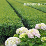 開成アジサイの里を訪ねて2011 & 2018(4)