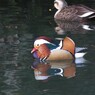 水鳥散策日記　オシドリ
