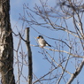 野鳥観察日記　イカル