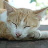 カンボジア　ねむり猫