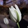 少し変なのを見つけた