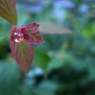 『Rain drop』 f/1.9