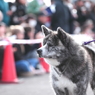秋田犬