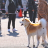秋田犬