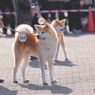 秋田犬