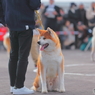 秋田犬