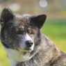 秋田犬