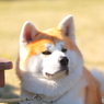 秋田犬