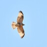 Buzzard seethrough