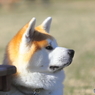 秋田犬