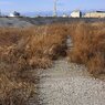 蒲生干潟（宮城県仙台市）Jan.14, 2024