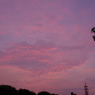 CHO_9375
