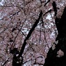 本隆寺-2