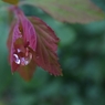 『Rain drop』 Rainy day