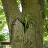 新芽