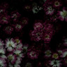 Flowers Laugh