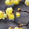 雨に濡れた蝋梅