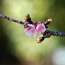 河津桜の咲始め