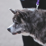 秋田犬