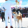 秋田犬