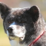 秋田犬