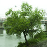 DSCF4438