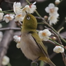 メジロさんその１