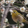 メジロさんその２