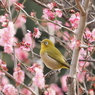メジロさんその７