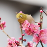 メジロさんその９