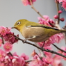 メジロさんその１０