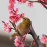 メジロさんその１３