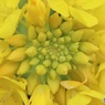 菜の花のてっぺん