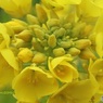 菜の花