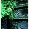 苔むす石段