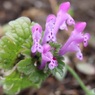 倒れた茎に花起き上がる