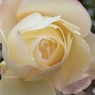 冬の薔薇