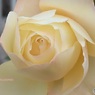 視点変えて同じ花