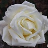 真冬の白薔薇
