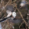 野鳥_Jan2024