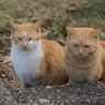 いつもの二匹