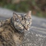 なんだお前か