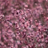花の季節