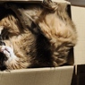 今日のお猫様 その１３